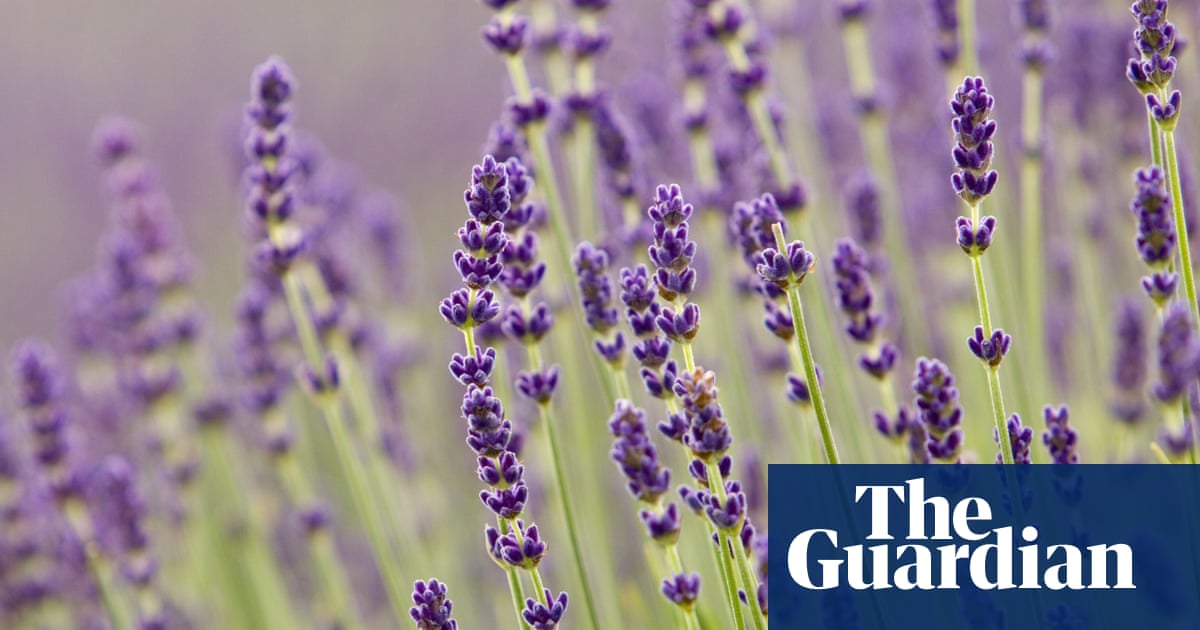 Purple reign: how shade became British gardeners’ favourite | Gardens