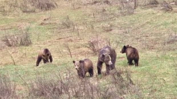 Young grizzly bear with limp killed in Nelson, B.C., sparks rally