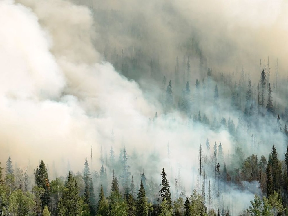 Large, white plumes of wildfire smoke spread across a hilly range of dark green coniferous trees.