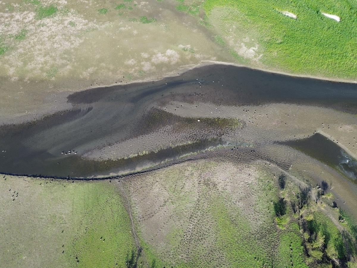As Fish Go Blind, Experts Say BC Isn’t Prepared for Droughts