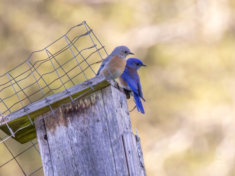 Two bluebirds on a nest box.