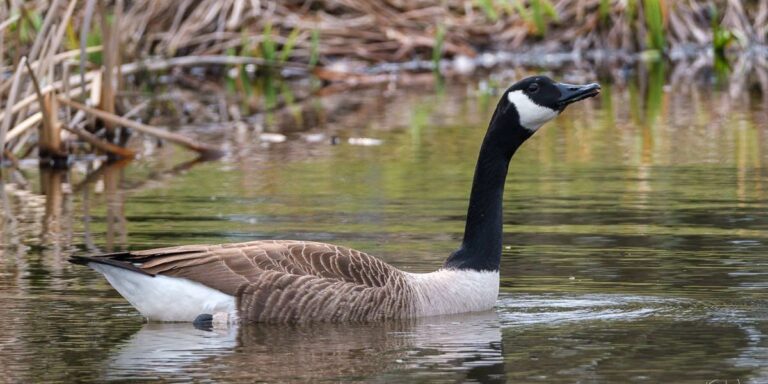 Labour council considers culling dozens of 'out of control' geese amid fears of E.coli outbreak