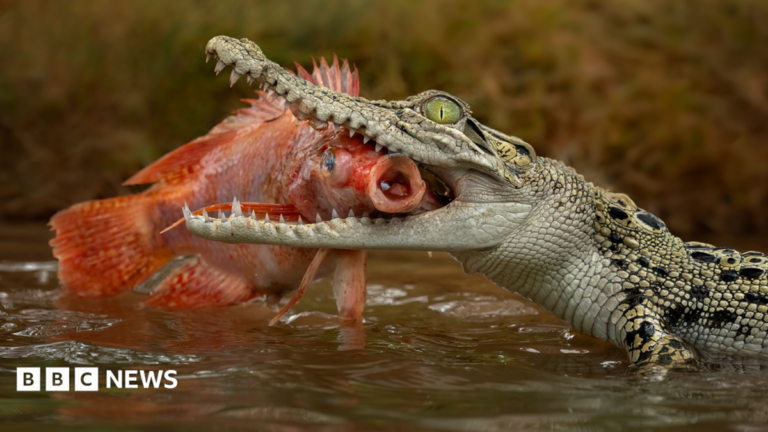 Non-AI file photo of a saltwater crocodile