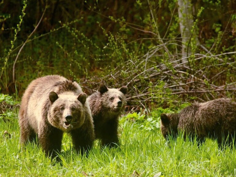Nelson Wrestles with the Aftermath of Grizzly Family Deaths