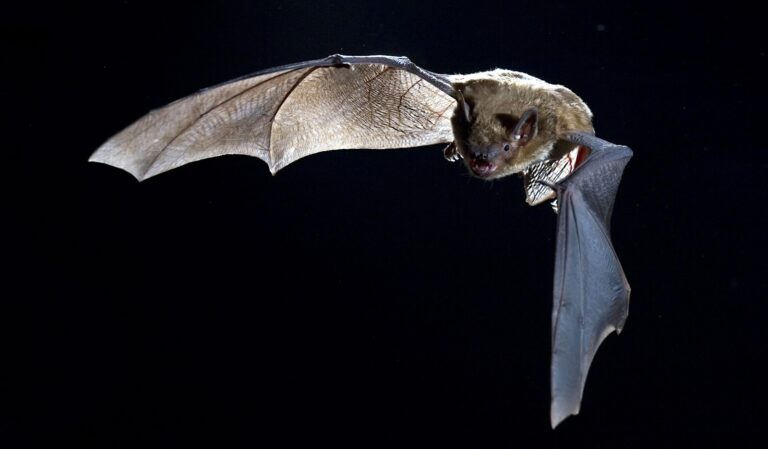 A night-flying bat extends one wing and partially folds another in mid-air.