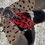 The invasive spotted lanternfly has been detected in Canada for the first time – in Windsor