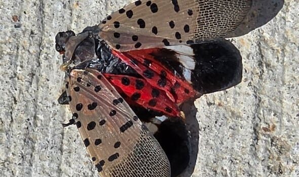 The invasive spotted lanternfly has been detected in Canada for the first time – in Windsor