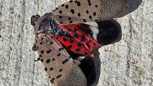 The invasive spotted lanternfly has been detected in Canada for the first time – in Windsor