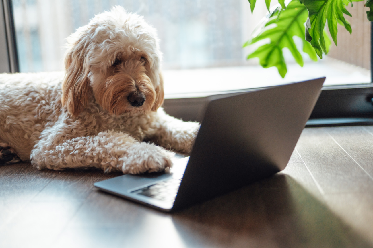 Dog at laptop computer