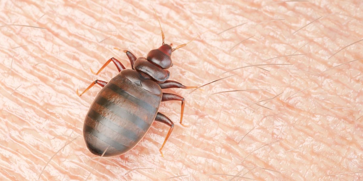 Bedbugs overrun Britain after developing resistance to pesticides as train and office infestations soar